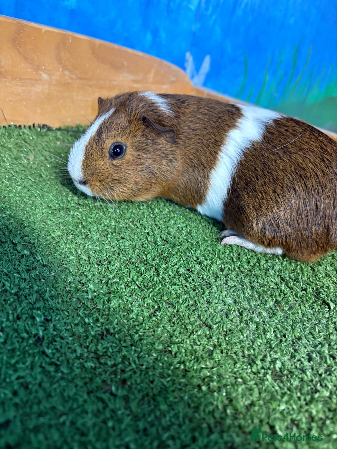 Guinea Pig rodents for sale: 5 cute and well handled Guinea pigs - Advert 7