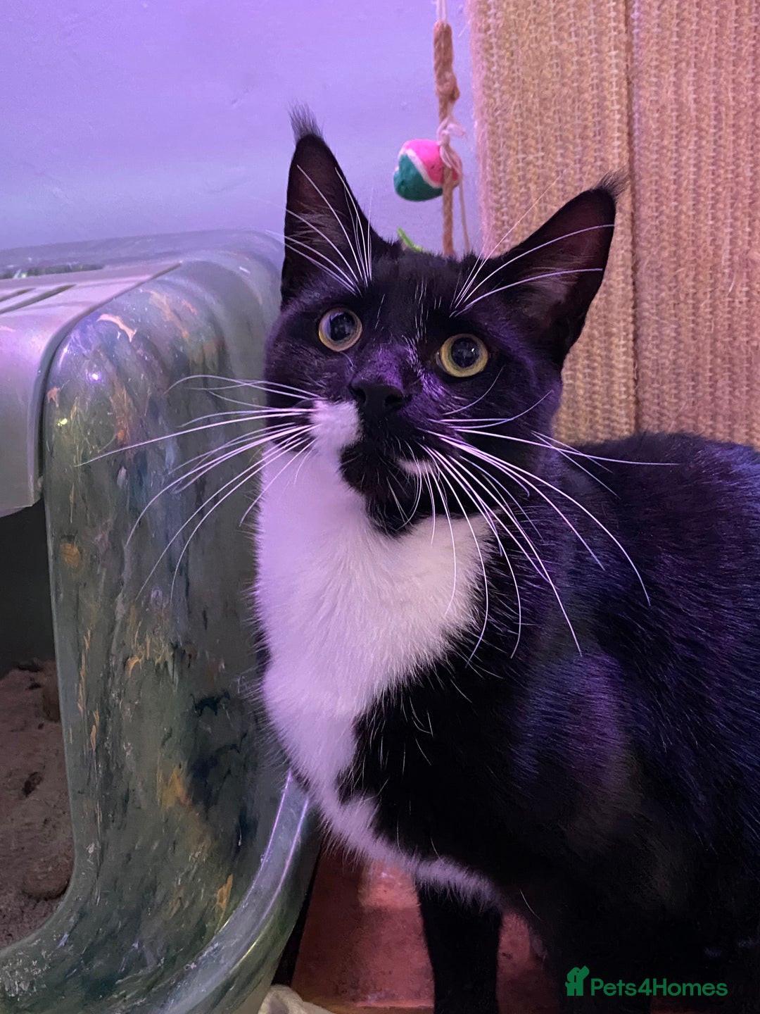 Maine Coon cats for sale: Maine Coon, BSH moggy mix - Advert 8