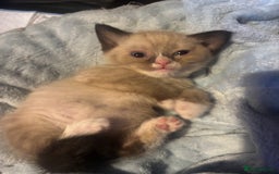Mixed Breed cats for sale: Half British Short Haired Kittens - Image 8