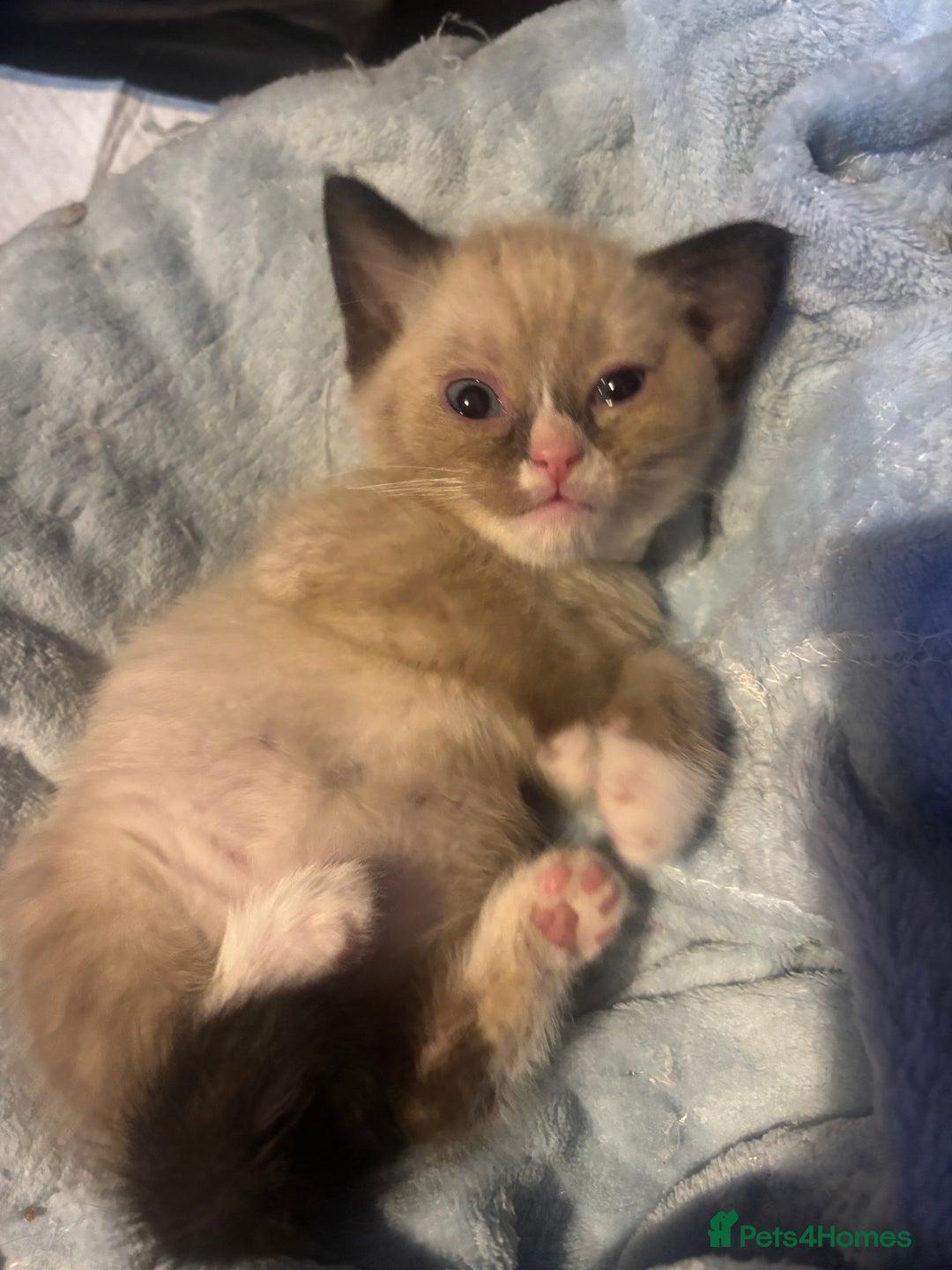 Mixed Breed cats for sale: Half British Short Haired Kittens - Image 8