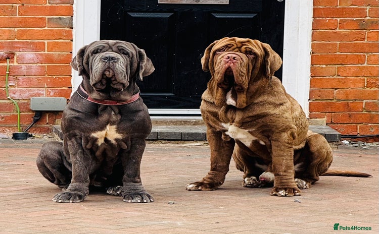 Neapolitan Mastiff dogs - Advert 1