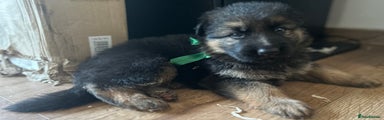 German Shepherd Puppy 1