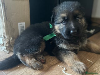 German Shepherd dogs Kc Registered German Shepherd Puppies - Advert 2
