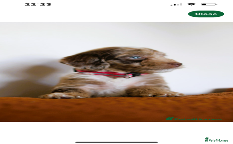 Cockapoo dogs - Advert 15