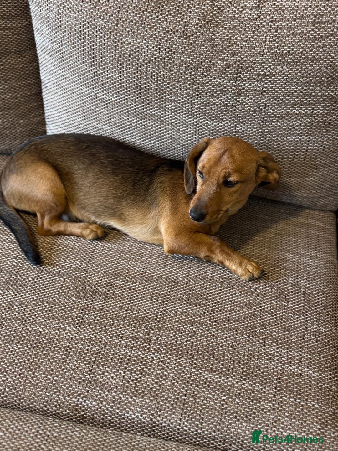 Mixed Breed dogs for adoption: Cutie pie Alex ready for his home - Advert 9