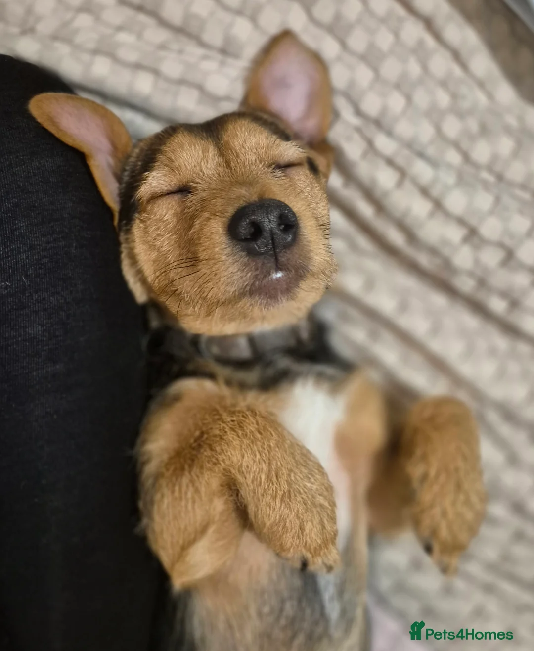 Jack Russell dogs for stud: Jack Russell x Chihuahua Proven Stud   - Advert 4