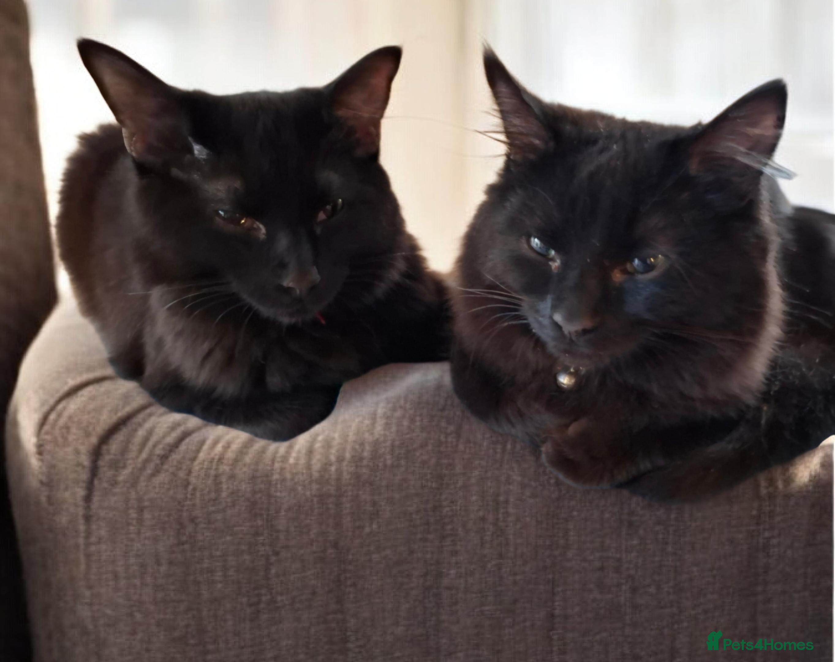 Domestic Shorthair cats Lovely Bonded Pair looking for a very special home - Advert 15