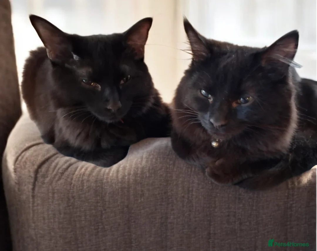 Domestic Shorthair cats for adoption: Lovely Bonded Pair looking for a very special home - Advert 1