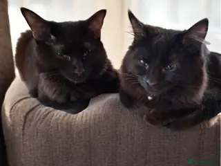 Domestic Shorthair cats Lovely Bonded Pair looking for a very special home - Advert 15