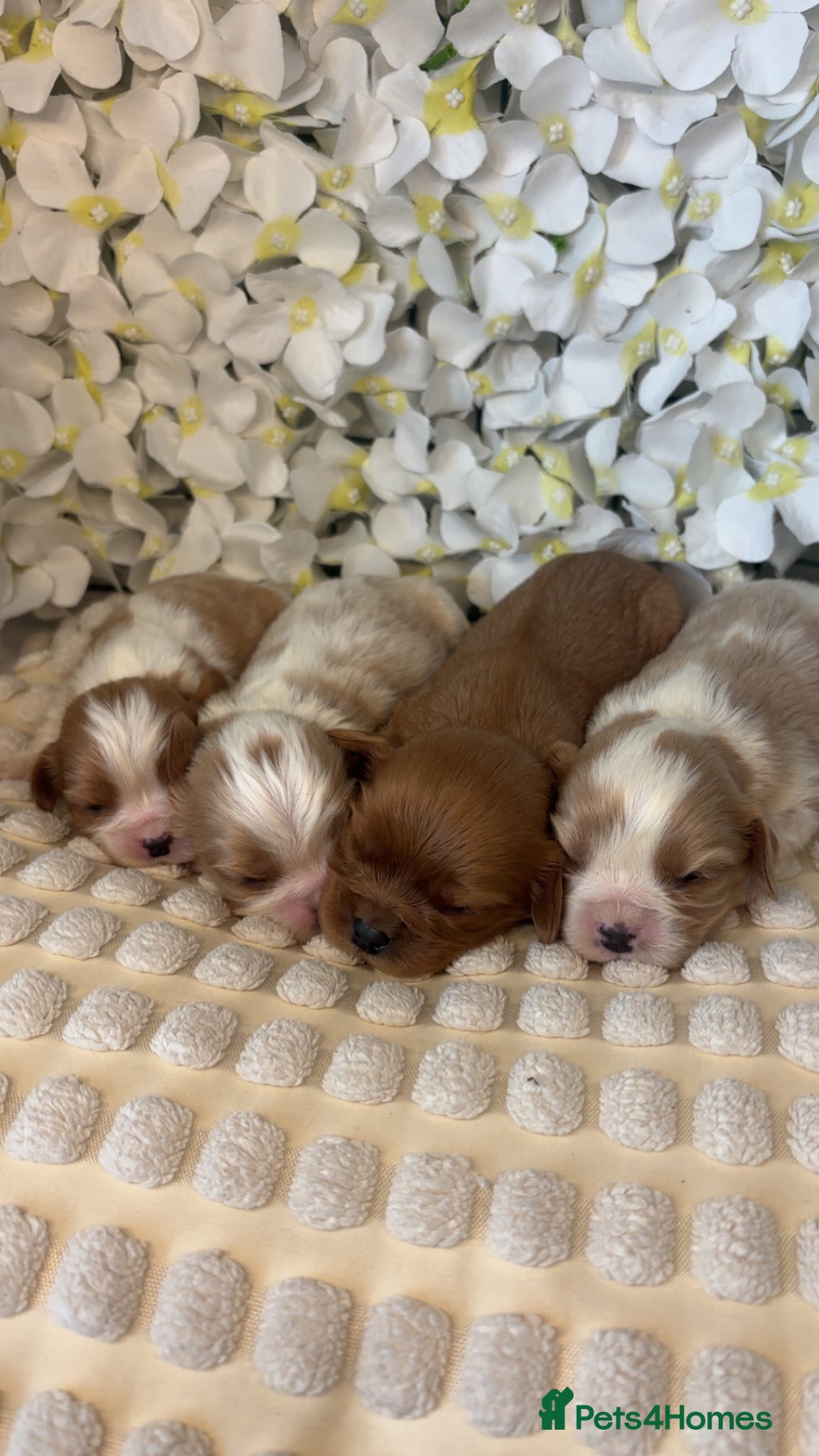 Cavalier King Charles Spaniel dogs Beautiful KC Registered Cavalier Puppies 🐶🧀 - Advert 2