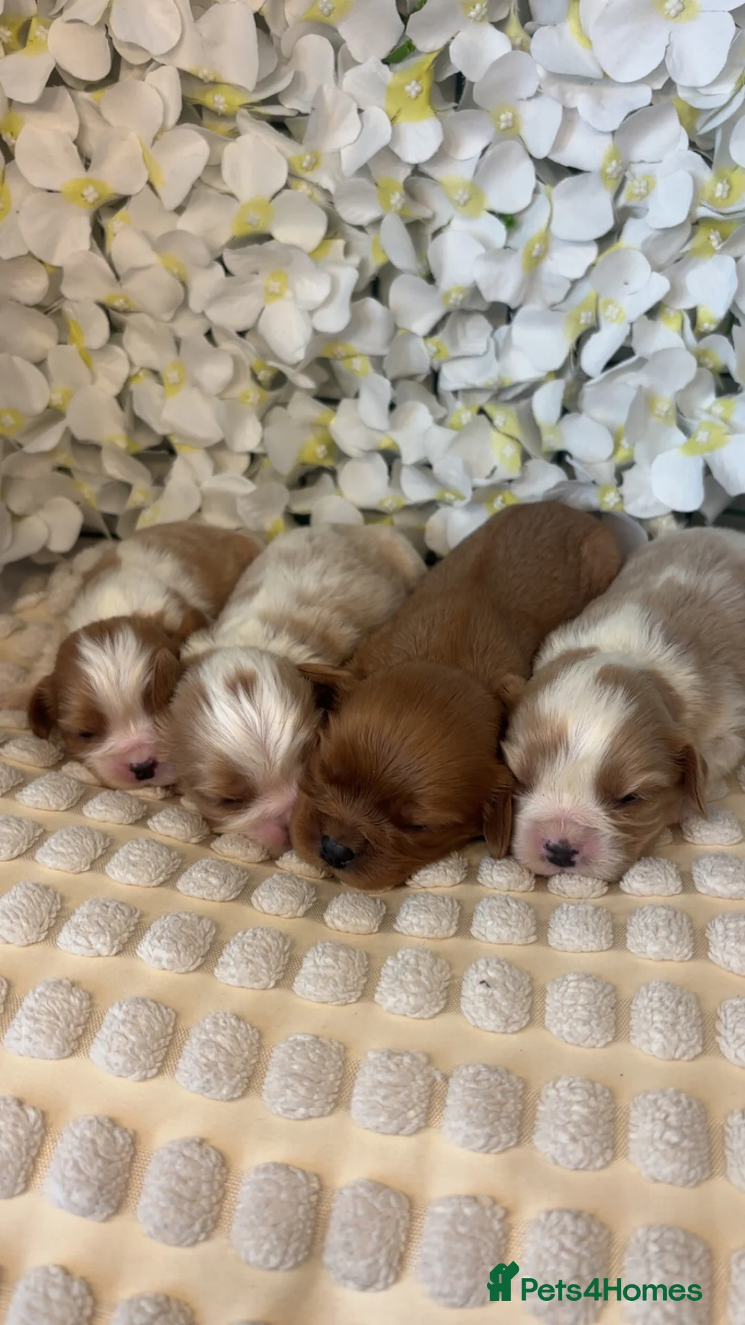 Cavalier King Charles Spaniel dogs for sale: Beautiful KC Registered Cavalier Puppies 🐶🧀 - Advert 2