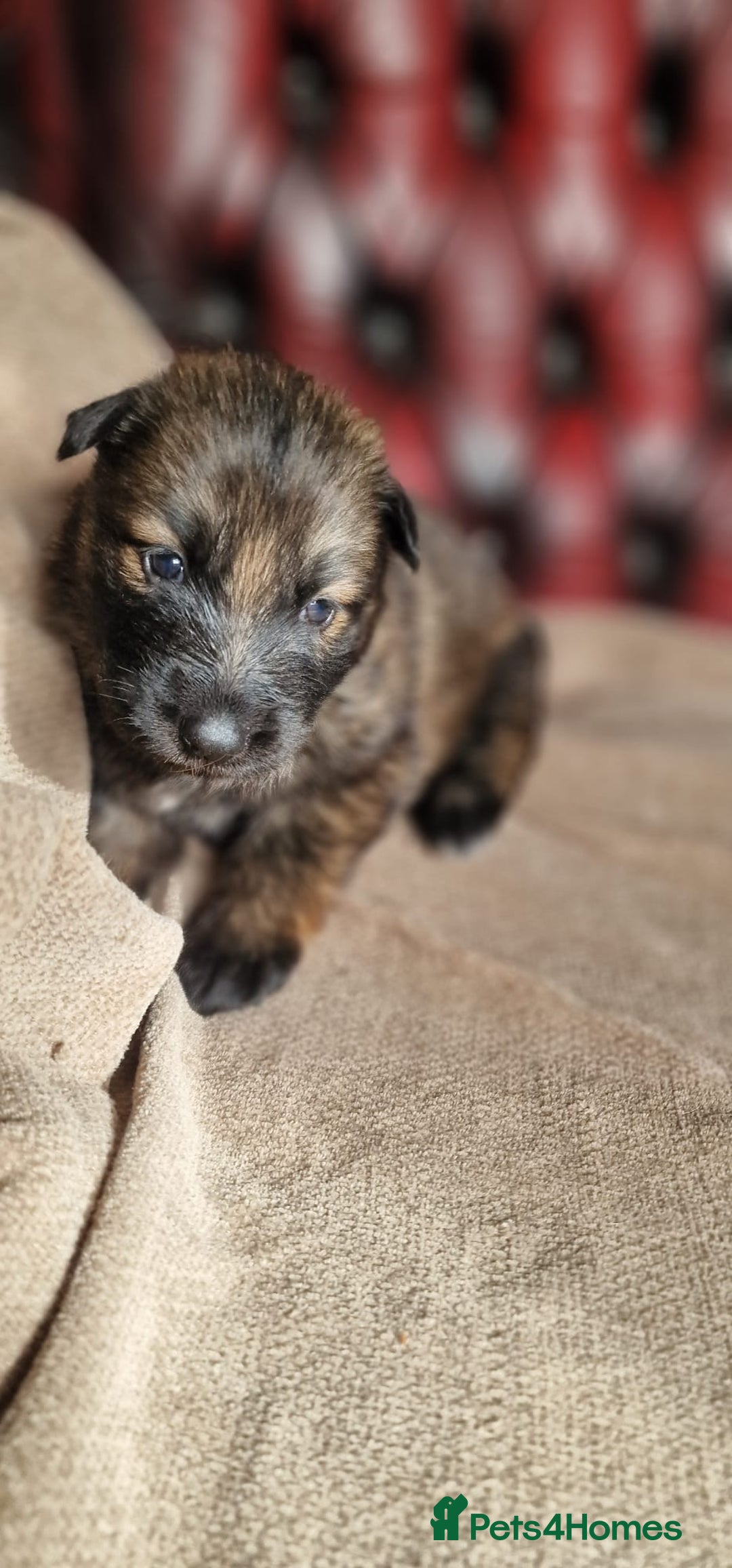German Shepherd dogs for sale: Long-Haired Straight Back German Shepherd Puppies - Image 17