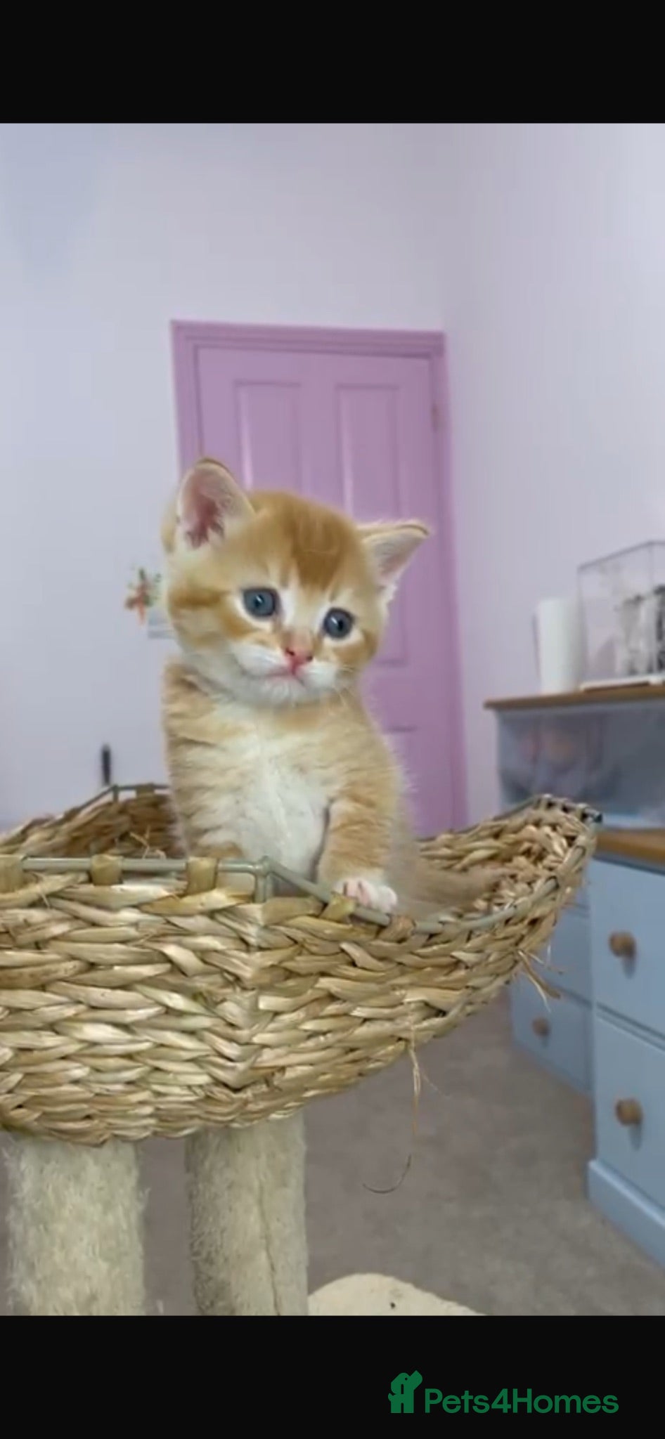 British Shorthair cats Beautiful BSH kittens ready to home  - Advert 10