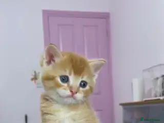 British Shorthair cats Beautiful BSH kittens ready to home - Advert 1