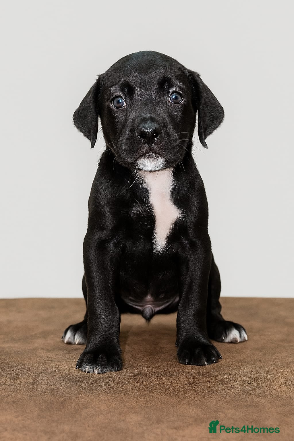 Cane Corso dogs Russian/Romanian last 3 Females cane corso pups  - Advert 2