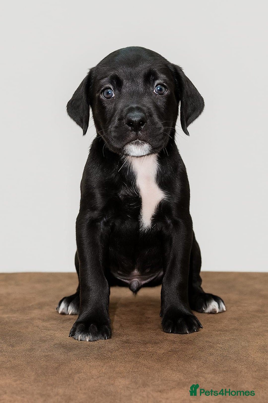 Cane Corso dogs for sale: Russian/Romanian cane corso pups Available  - Advert 6