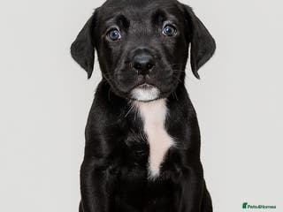 Cane Corso dogs Russian/Romanian last 3 Females cane corso pups - Advert 2