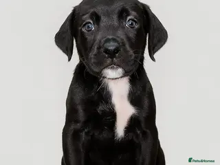 Cane Corso dogs Russian/Romanian last 3 Females cane corso pups - Advert 7