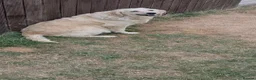 Golden Retriever dogs for sale: KC GOLDEN RETRIEVER PUPPIES  - Advert 6