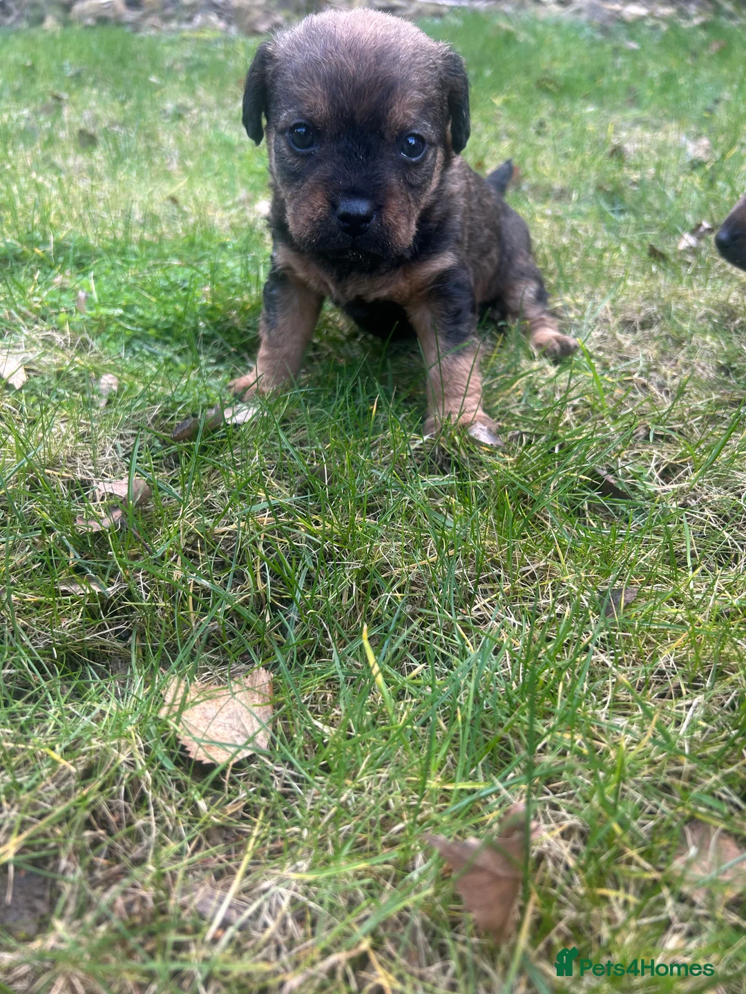 Patterdale Terrier dogs for sale: Stunning Patterdale pups  - Advert 16