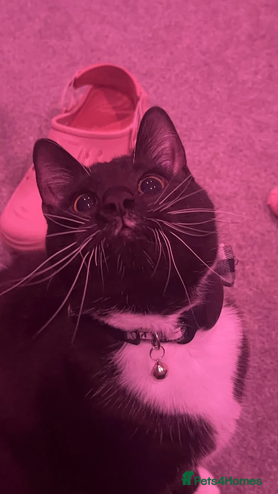 Domestic Shorthair cats for sale: Lovely Gentle Cat Looking for a New Home - Advert 2