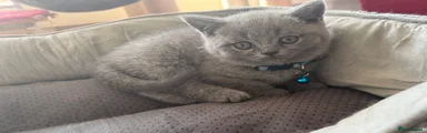 British Shorthair Kitten 1
