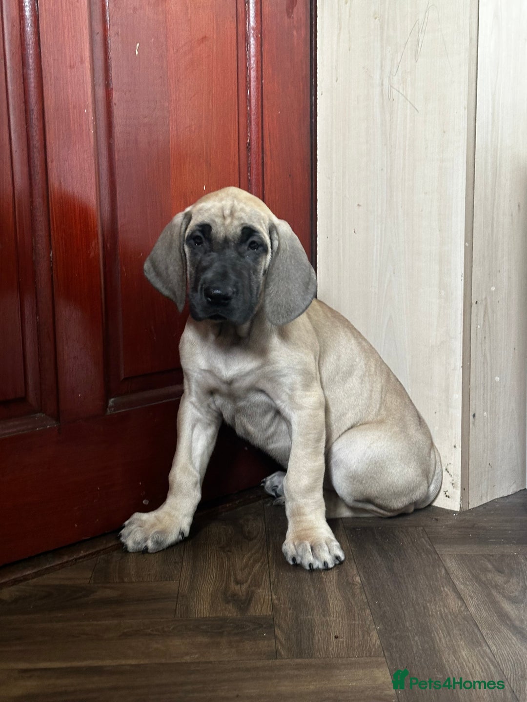 Dogs Big Great Dane Puppies For Sale Fawn Great Dane Puppies For