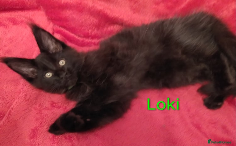 Maine Coon cats XL beautiful Maine coon gccf kittens for sale  - Advert 1