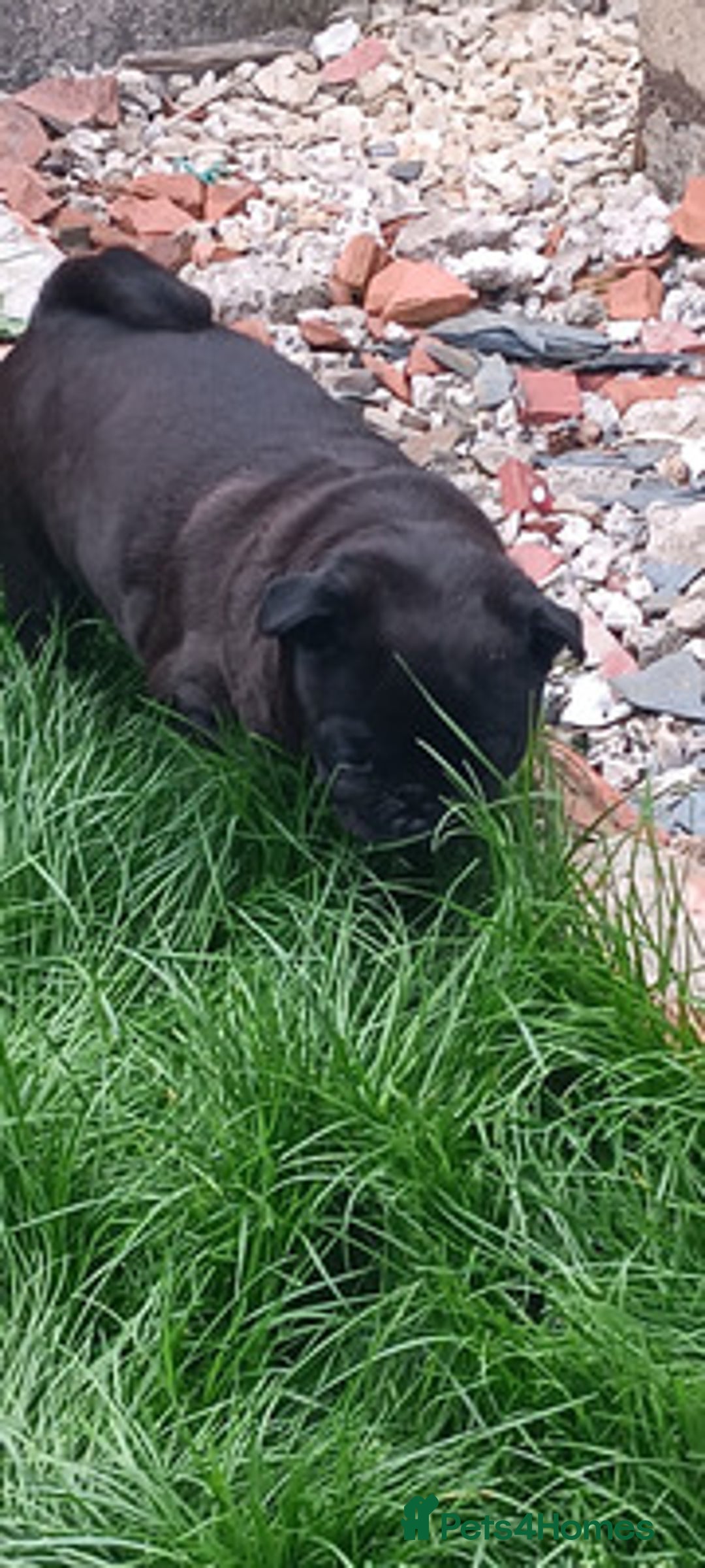 Pug dogs for sale: Pug Female - Image 4