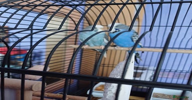 Budgerigars birds - Advert 14