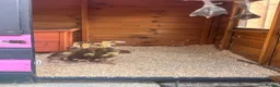 Ducks poultry for sale: 2indian runners 4khaki  in Tunbridge Wells - Advert 3
