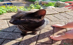 Mixed Breed cats for sale: Beautiful boy looking for his forever home - Image 6