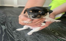 Jack Russell dogs for sale: Beautiful litter of Jack Russell pups - Image 22