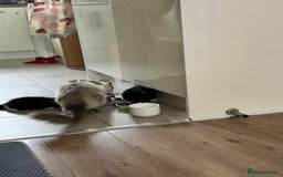 Mixed Breed cats for sale: Ragdoll x breed - Image 15