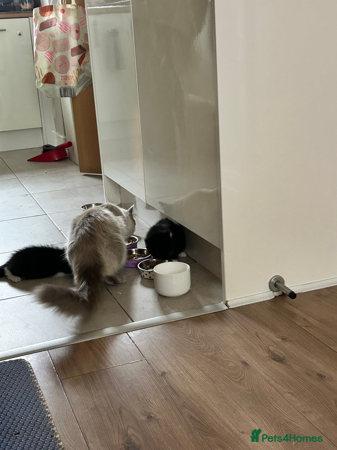 Mixed Breed cats for sale: Ragdoll x breed - Image 15