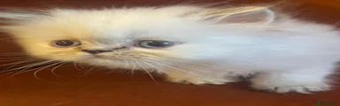Persian 3 - White 