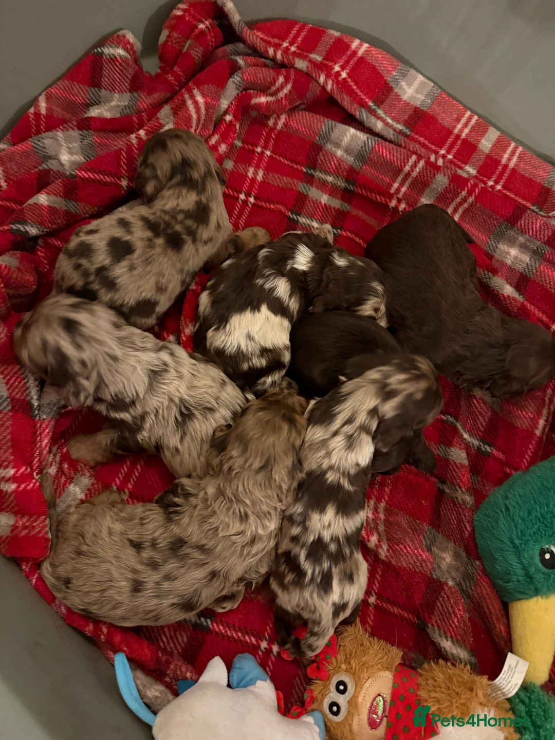 Cockapoo dogs for sale: Chocolate merl and tan point American cockapoo  - Advert 4