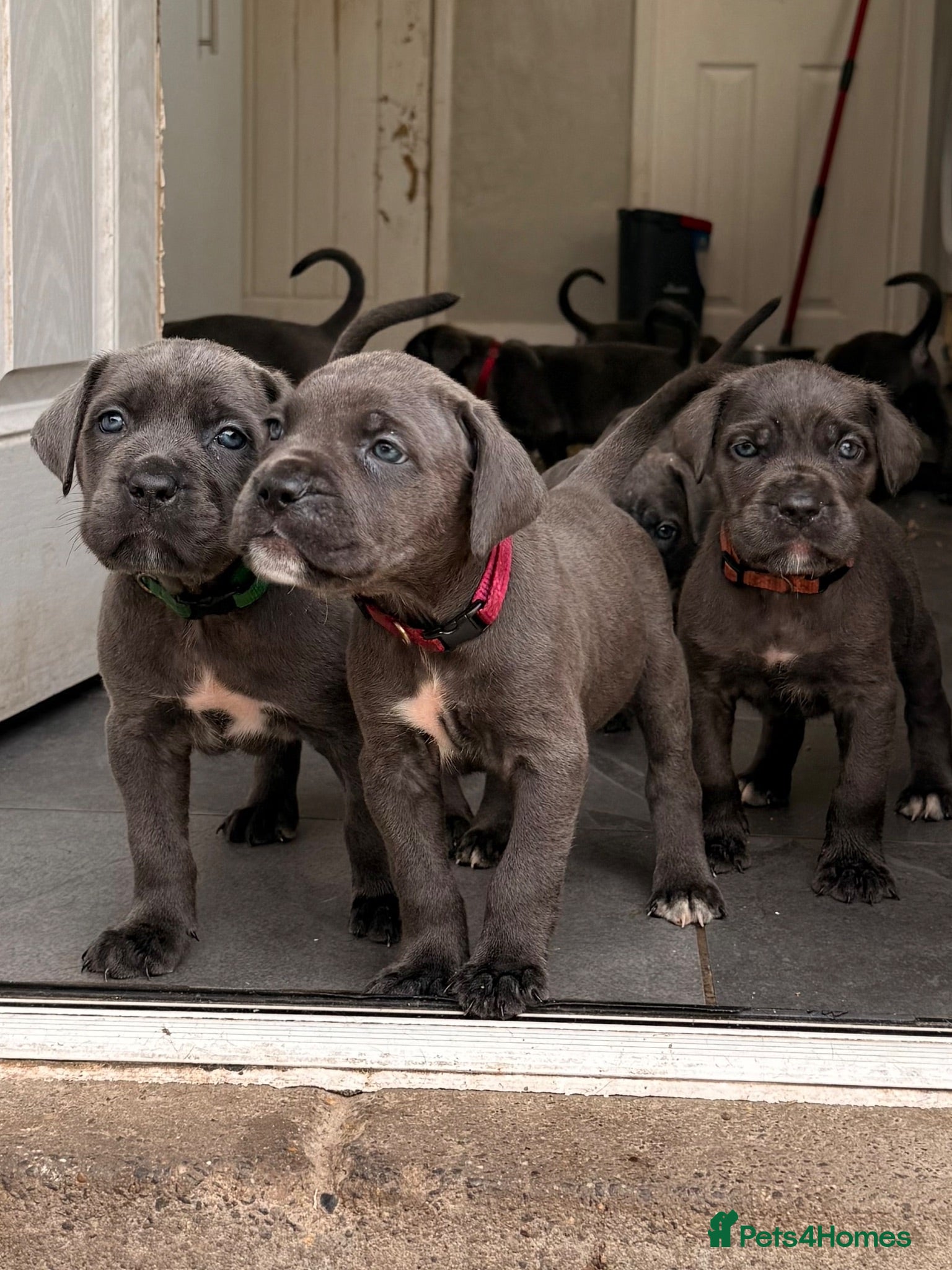 Cane Corso dogs X-Man Bloodline, Pedigree Cane Corso Puppies - Advert 3