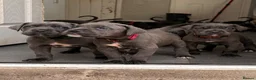 Cane Corso dogs for sale: X-Man Bloodline, Pedigree Cane Corso Puppies - Advert 2