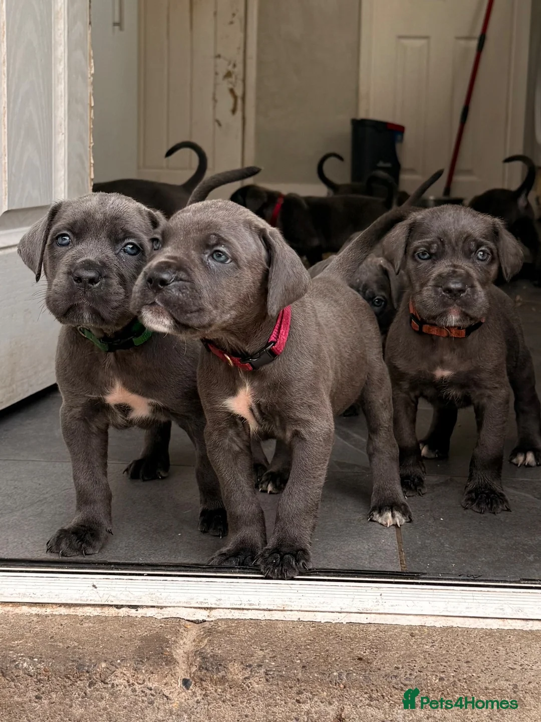 Cane Corso dogs for sale: X-Man Bloodline, Pedigree Cane Corso Puppies - Advert 2