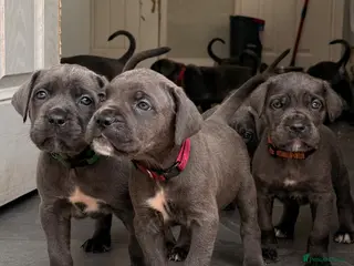 Cane Corso dogs X-Man Bloodline, Pedigree Cane Corso Puppies - Advert 3