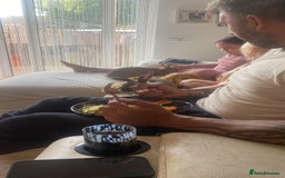 English rabbits for sale: Bunnies with full set up - Image 2