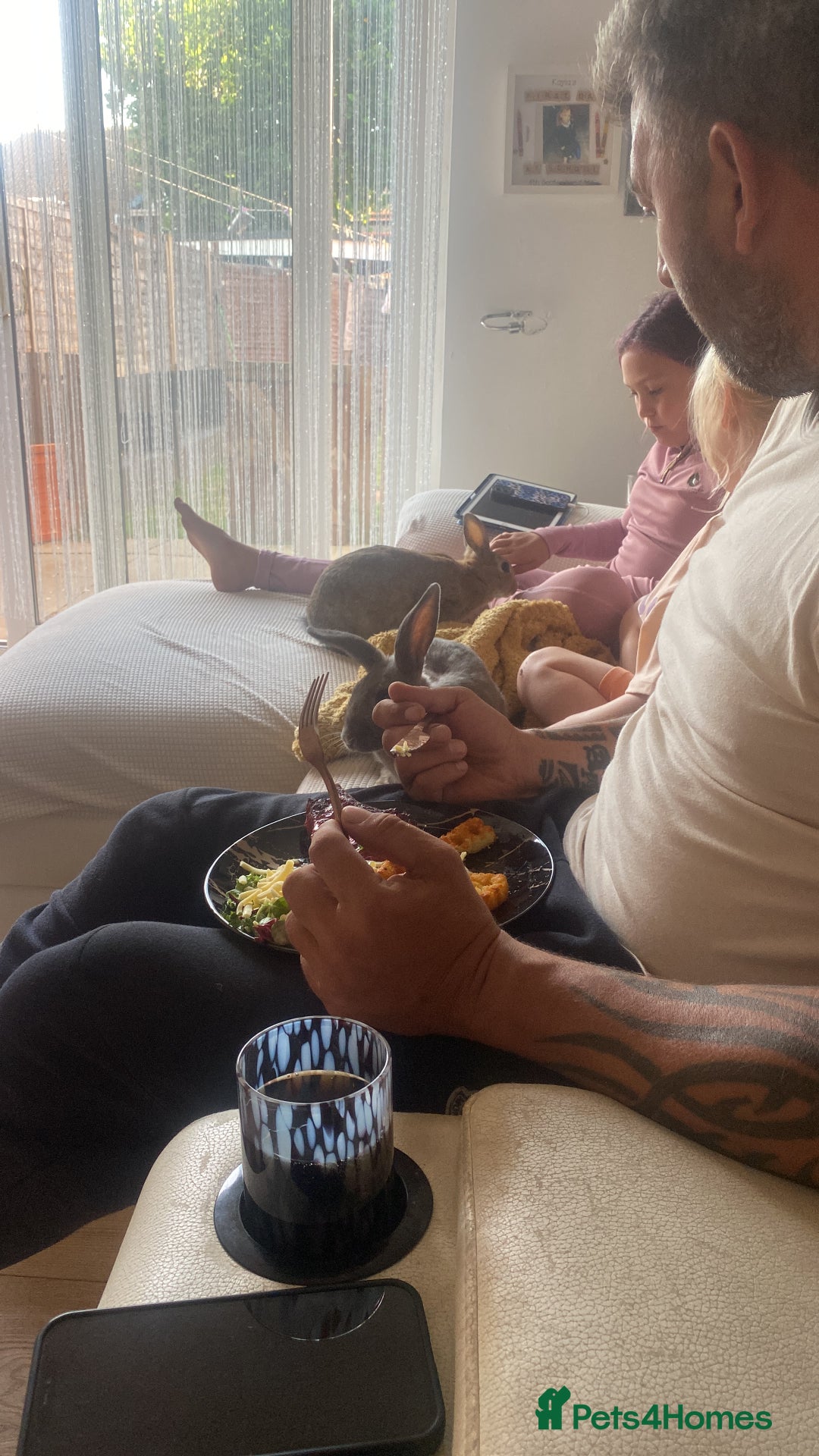 English rabbits for sale: Bunnies with full set up - Image 2