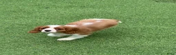 Cavalier King Charles Spaniel dogs for sale: Stunning health tested KC cavalier puppies - Advert 12