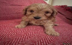 Cavapoo dogs for sale: Gorgeous F1 Cavapoo pups (1 male 1 female left)   - Image 2