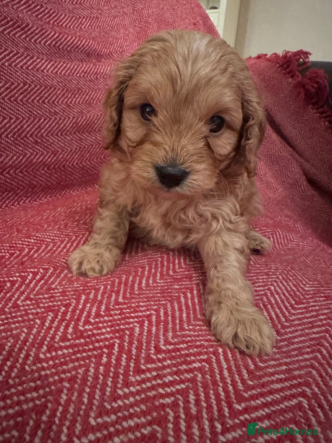 Cavapoo dogs for sale: Gorgeous F1 Cavapoo pups (1 male 1 female left)   - Image 2