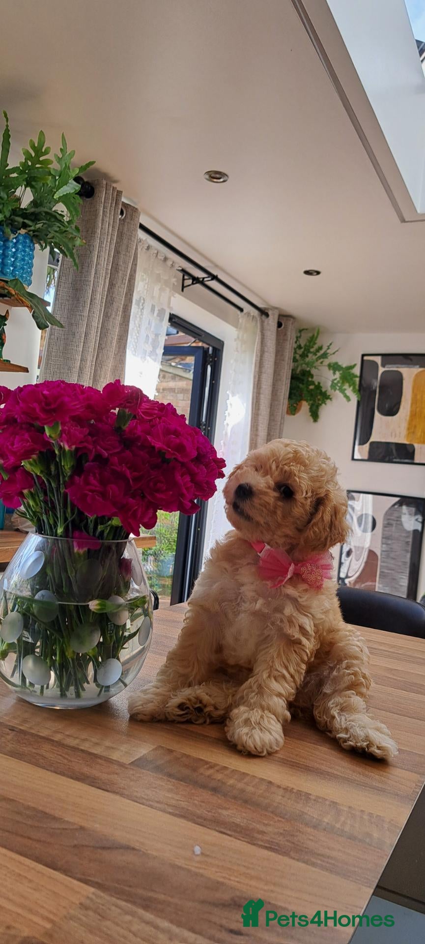 Mixed Breed dogs LOOKING FOR THE BEST FAMILY - Advert 1