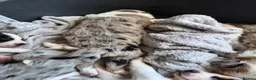 Mixed Breed dogs for sale: Beardie border x puppies - Advert 23