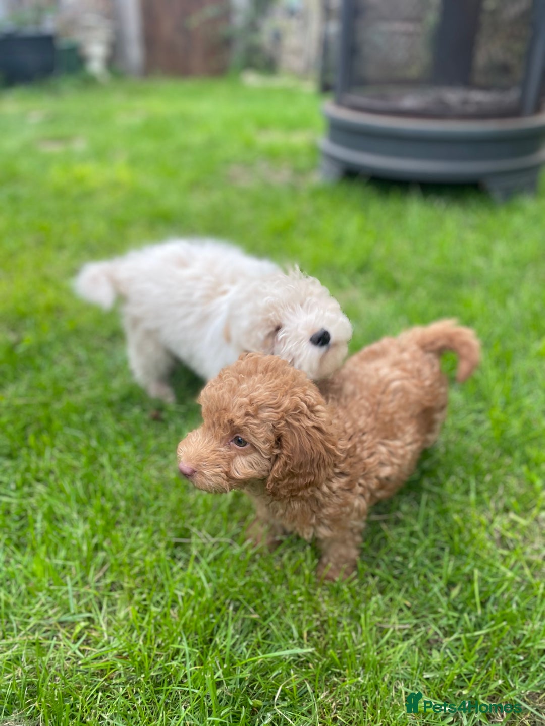 Cavapoo dogs for sale: F1b cavapoo - Image 17