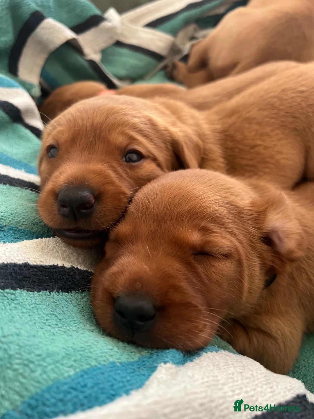 Labrador Retriever dogs for sale: KC Registered Fox Red Working Labrador Puppies in Huddersfield - Advert 1